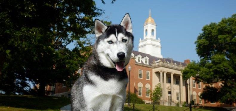 Jonathan XIV with the Wilbur Cross Building in the background